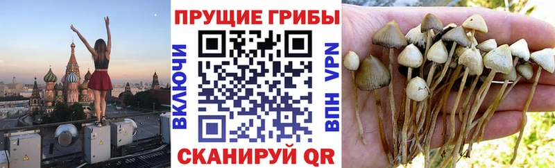 Псилоцибиновые грибы Psilocybine cubensis  закладки  Балтийск 
